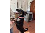 Adopt Tiny a Dutch Shepherd, German Shepherd Dog