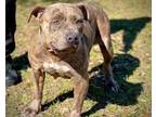 Adopt LIBERTY a Pit Bull Terrier, Mixed Breed