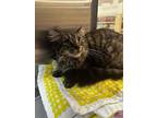 Adopt Monica a Maine Coon