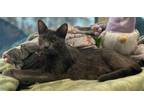 Adopt Misty a Domestic Short Hair