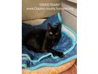 Adopt Sweetbaby a Domestic Short Hair