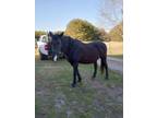 Adopt Star a Tennessee Walker