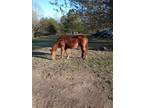 Adopt Monaco a Saddlebred