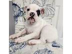 Bulldog Puppy for sale in Powder Springs, GA, USA