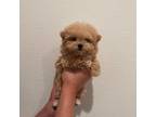 Maltipoo Puppy for sale in Buena Park, CA, USA