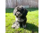 Poodle (Toy) Puppy for sale in Moses Lake, WA, USA