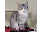 Adopt Godiva a Domestic Short Hair