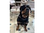 Adopt Cindy Lou a Rottweiler, Mixed Breed