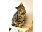 Adopt Nancy a British Shorthair