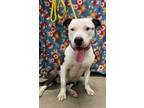 Adopt Cora a Pit Bull Terrier