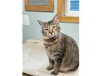 Adopt Java a Domestic Short Hair