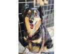 Adopt Dixie a Australian Shepherd