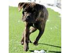 Adopt Hazel a Mastiff, Mixed Breed