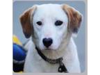 Adopt Gretta-Available! www.lhar.dog to apply! a Hound, Labrador Retriever