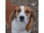 Adopt Gretchen-Available! www.lhar.dog to apply! a Hound, Labrador Retriever