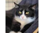 Adopt Grape a Tuxedo, Domestic Short Hair