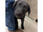 Adopt Maxine 29254 a Labrador Retriever