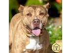 Adopt LETTY a Pit Bull Terrier, Mixed Breed