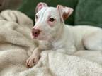 Adopt Holly a American Bully, Pit Bull Terrier