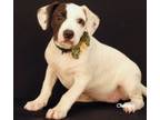 Adopt Dolores a Terrier