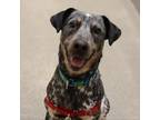 Adopt Zoey a Catahoula Leopard Dog, Mixed Breed