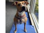 Adopt Ginger a Boxer, Mixed Breed