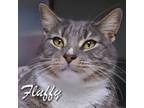 Adopt Fluffy a Domestic Short Hair