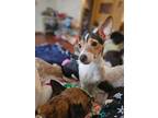 Adopt Raven a Jack Russell Terrier