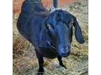 Adopt Blackberry a Goat