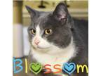 Adopt Blossom a Domestic Short Hair