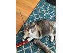 Adopt Abigail a Domestic Medium Hair