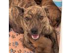 Adopt Sahara a Dutch Shepherd