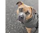 Adopt Demi a Boxer, Mixed Breed