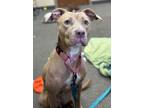 Adopt Dory a Pit Bull Terrier, Mixed Breed