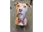 Adopt Dory a Pit Bull Terrier, Mixed Breed
