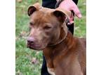 Adopt Alison - REDUCED ADOPTION FEE a Terrier, Chocolate Labrador Retriever