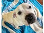 Adopt SUZIE a Pit Bull Terrier, Mixed Breed