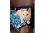 Adopt Emsley a Domestic Short Hair