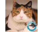 Adopt Shae a American Shorthair