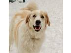 Adopt Zoey a Great Pyrenees