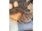 Adopt Orange a Domestic Medium Hair