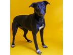 Adopt Sister - $75 Adoption Fee! Diamond Dog! a Labrador Retriever
