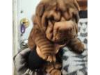 Chinese Shar-Pei Puppy for sale in West Palm Beach, FL, USA
