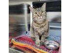 Adopt Bridget a Tiger