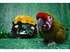 Adopt Rocky a Macaw