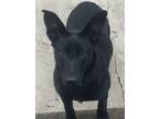 Adopt Bailey a Black Labrador Retriever, German Shepherd Dog