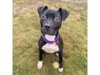 Adopt Kyra a Pit Bull Terrier