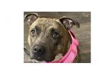Adopt Lulu (Courtesy Post) a Pit Bull Terrier
