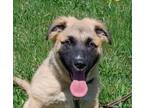 Adopt Danica (Athlete Pups) a Anatolian Shepherd, Mixed Breed