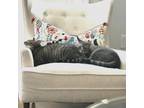 Adopt Bonded: Willow & Winston a Domestic Short Hair